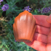 Pack Madeleines